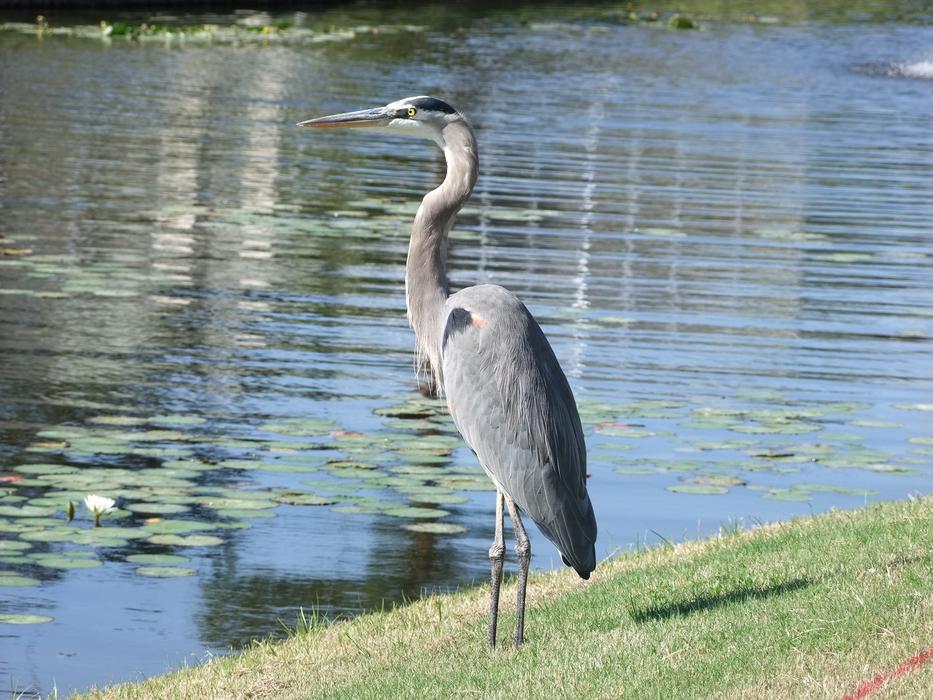 Bird River Water