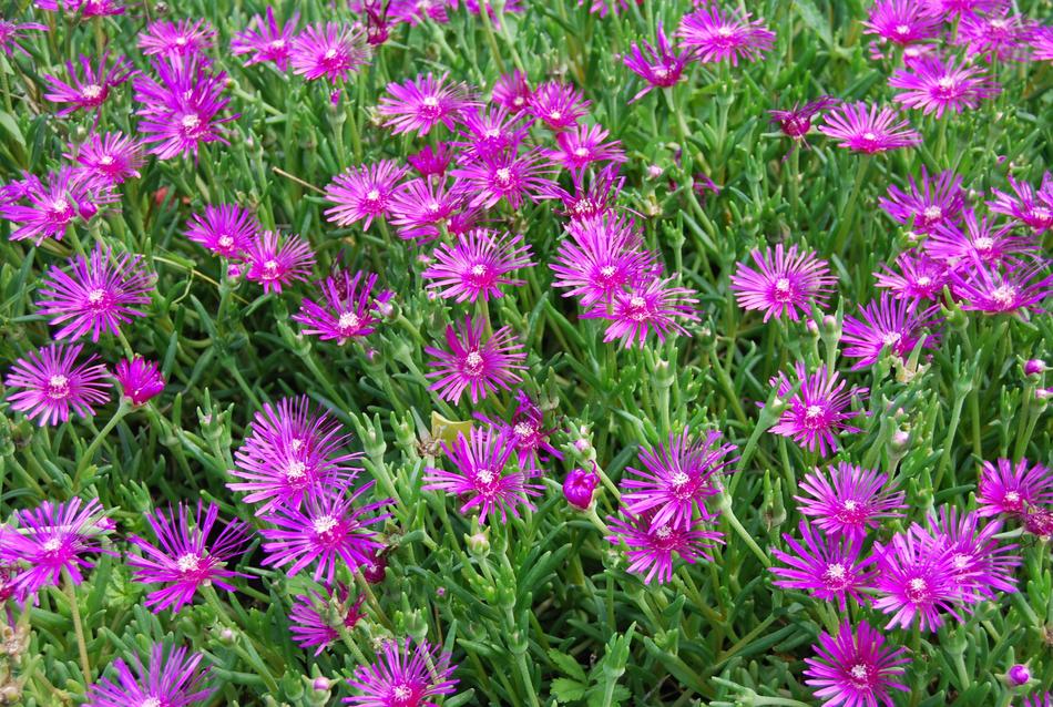 Flowers Violet Nature Purple