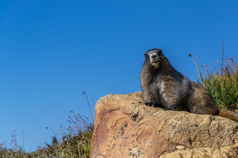 marmot on Rock against Blue Sky