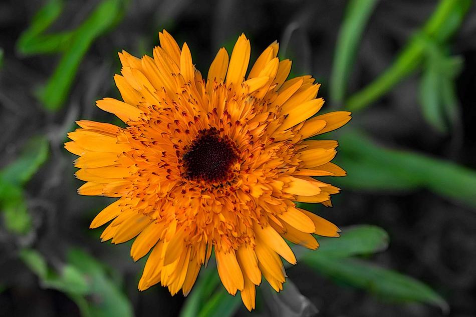 an orange flower in green foliage