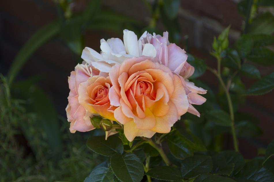 Rose Nature Bloom