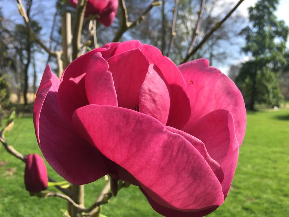 unusual beautiful flower