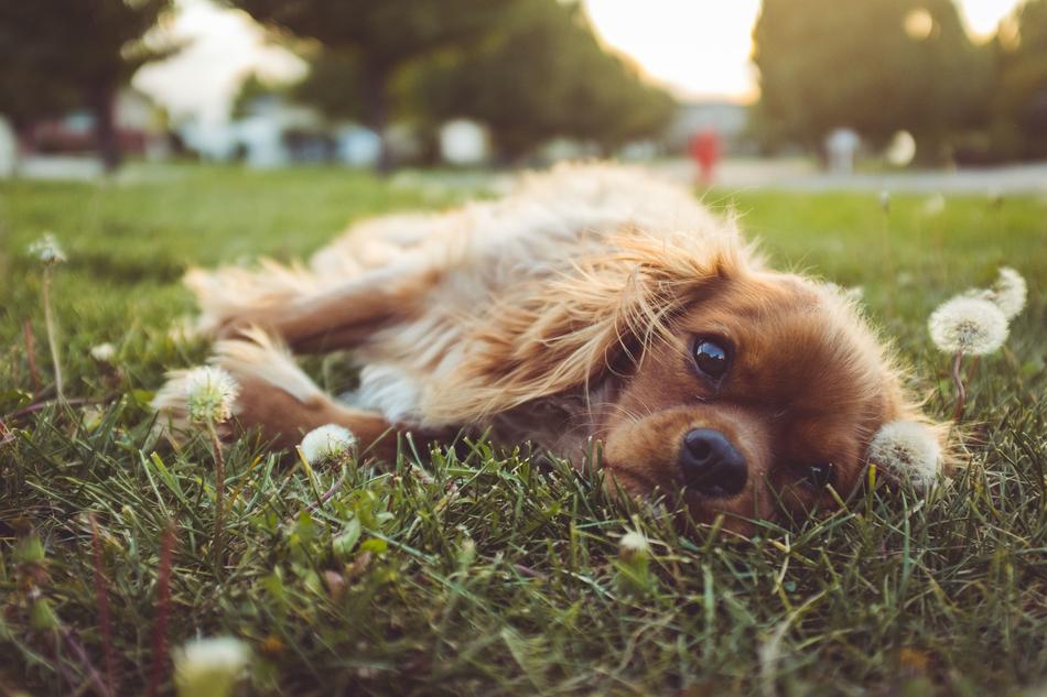Dog Puppy Pet
