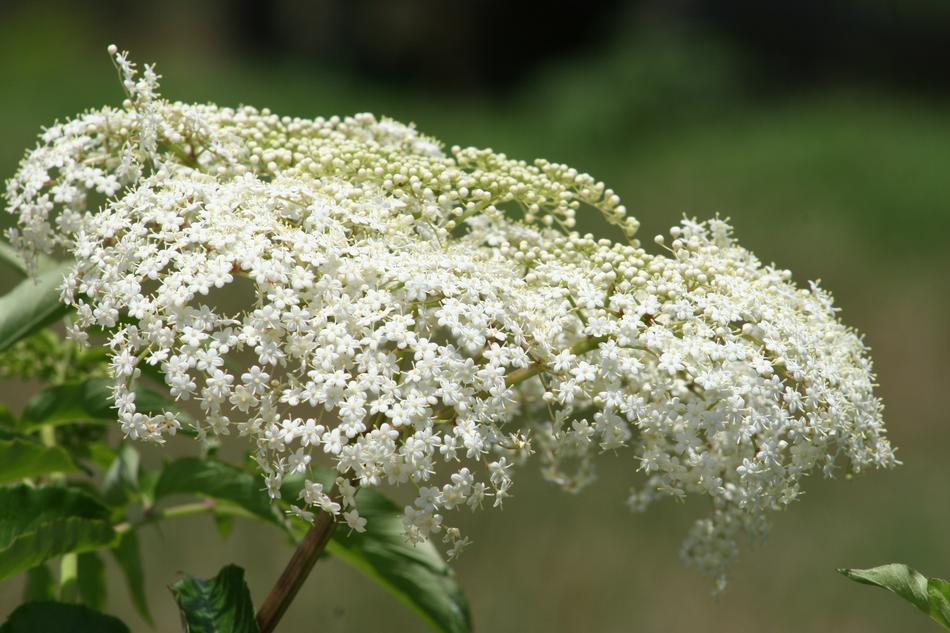 white wildflowers in a meadow