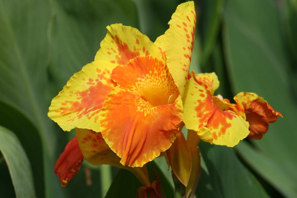 Iris orange is a beautiful field