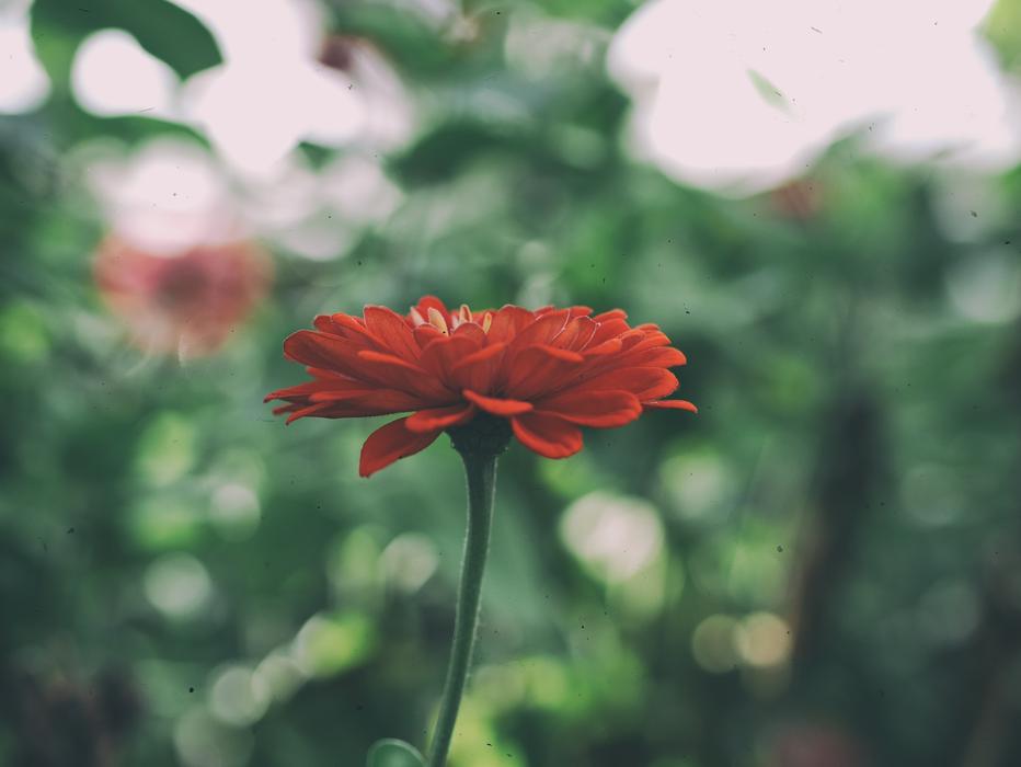 Flower Plants Nature