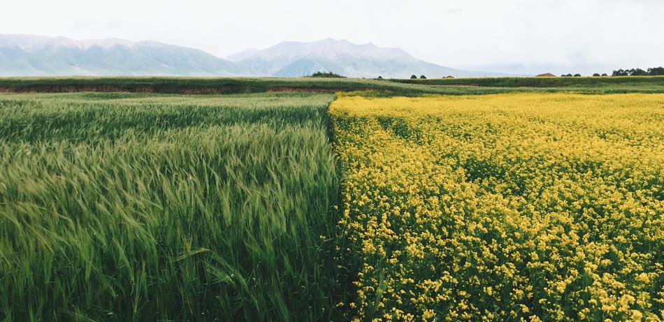 Green Grass Crops
