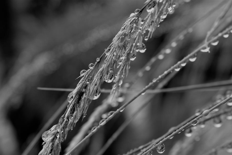 dry plants in raindrops in the field