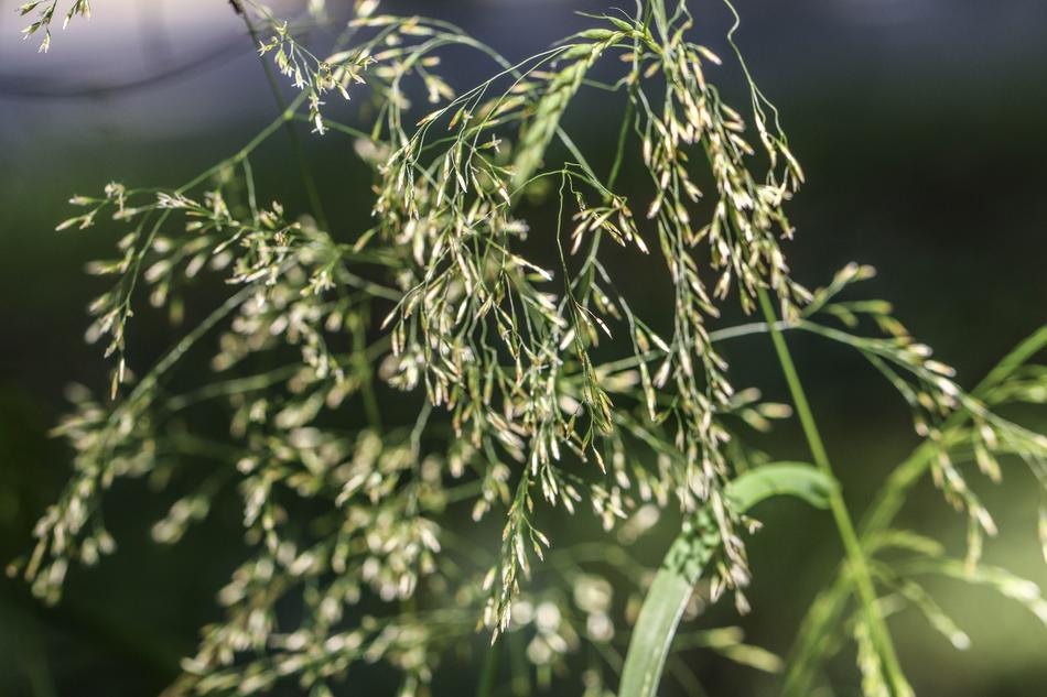 Straw Summer Plant macro view
