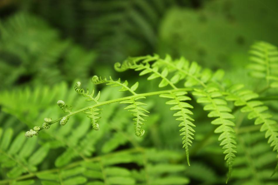 green leaves on a branch landscape