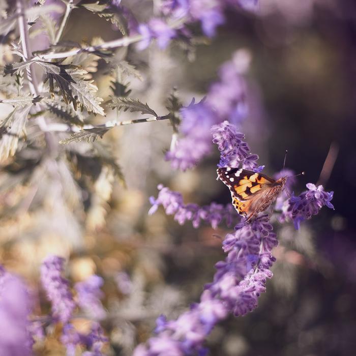 Butterfly Insect Nature