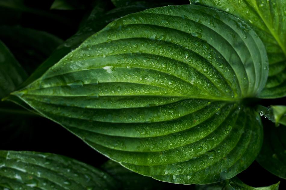Wet Green Leaf macro photo