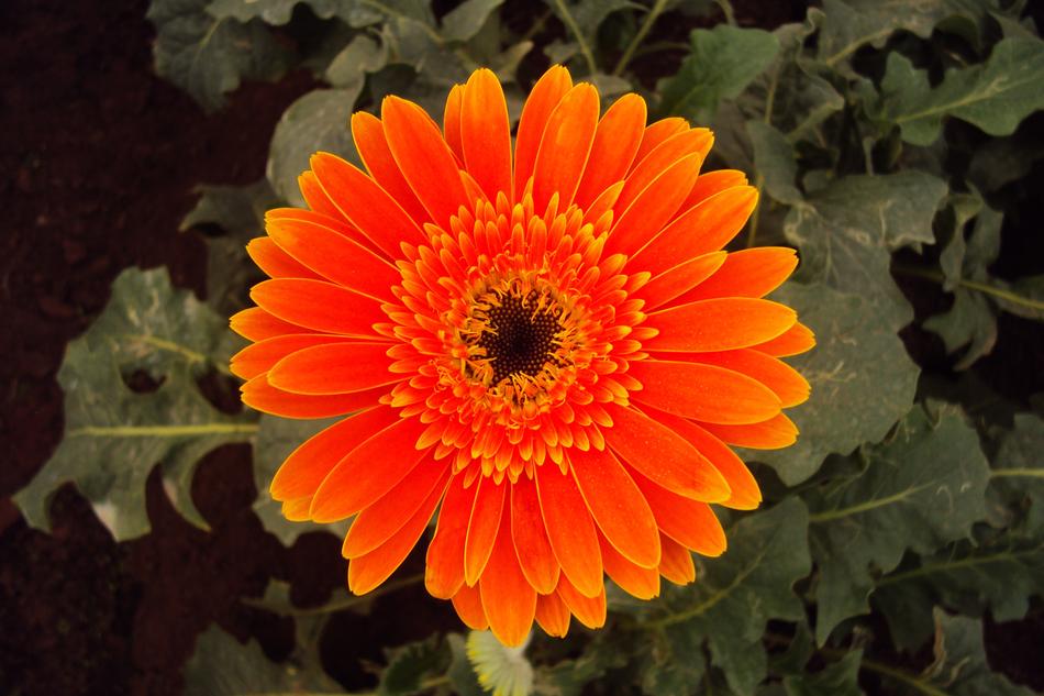 Flower Daisy