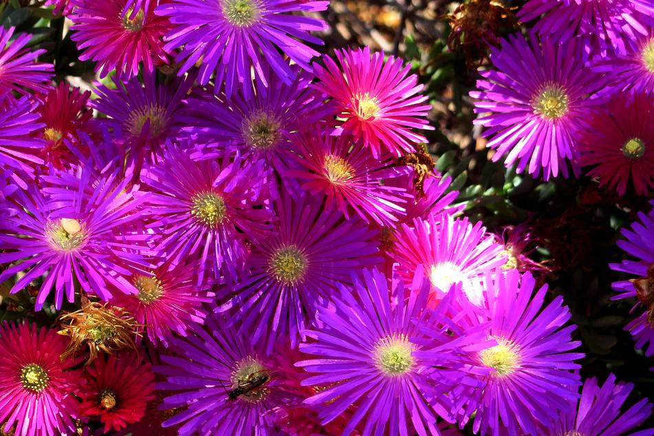purple Gerbera Flora