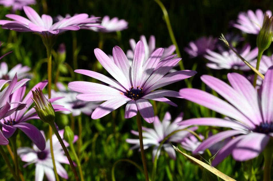 Flowers Meadow Daisy in garden