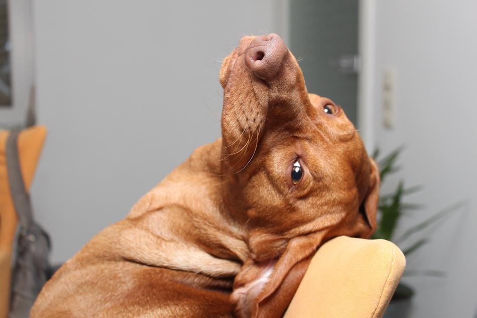 Viszla Dog