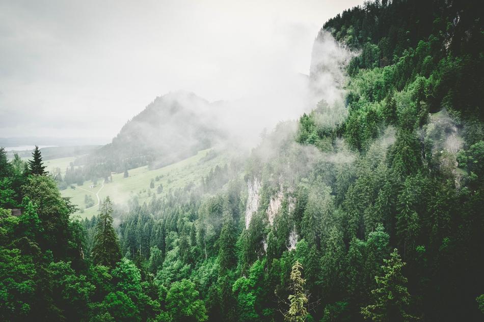 Nature Forests greenery