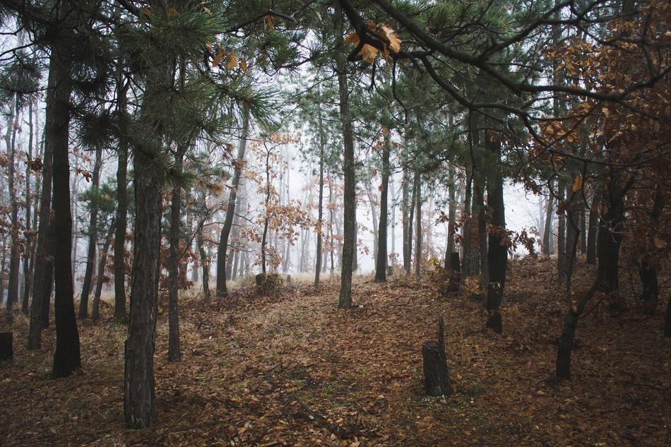 Nature Forests Trees