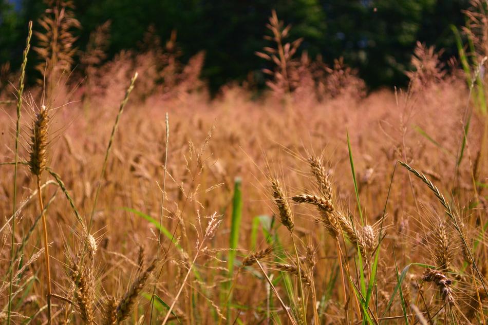 Wheat Campaign Prato