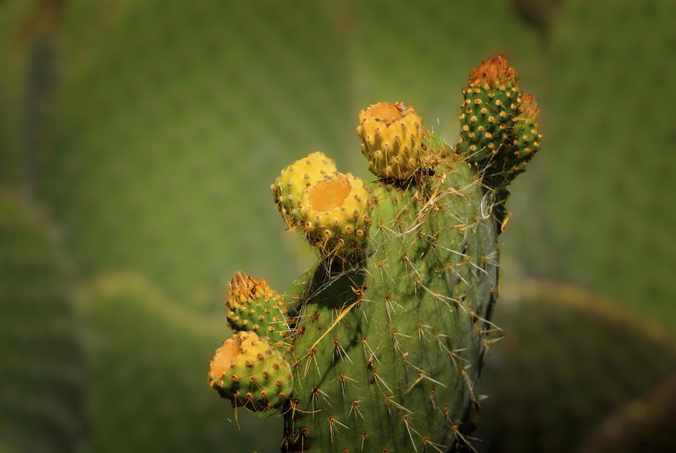 Palma Cactus Flower