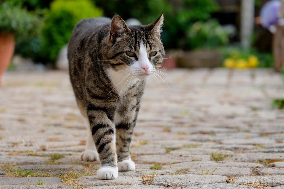 Cat Run Domestic