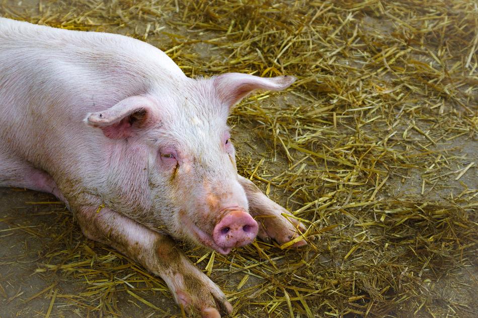 Pig Straw Pink