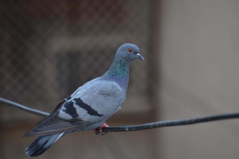 Pigeon Bird Feral