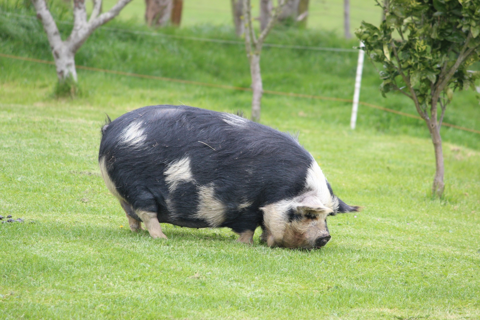 pig-farm-nz-free-image-download