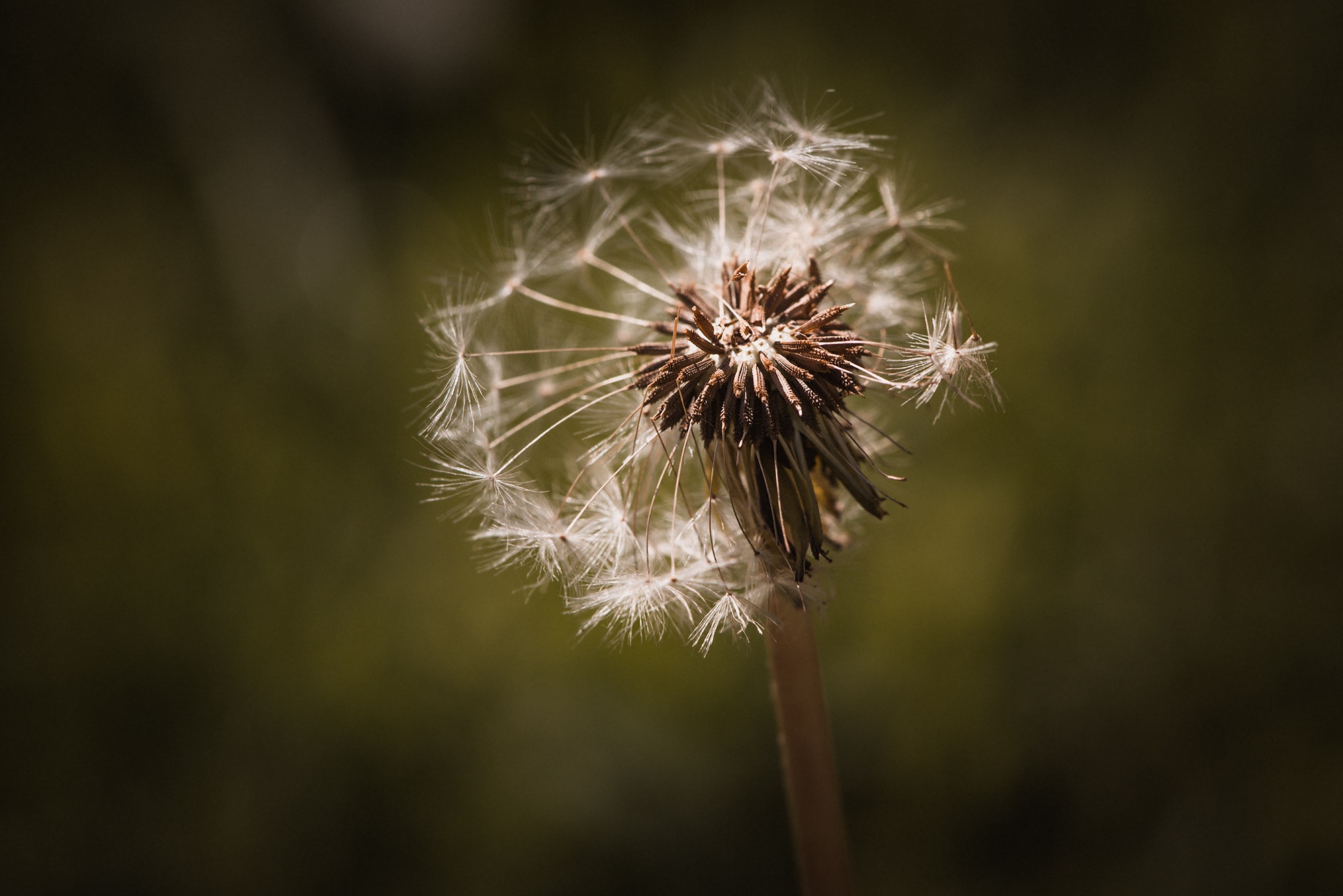 Dandelion Seeds Flying free image download