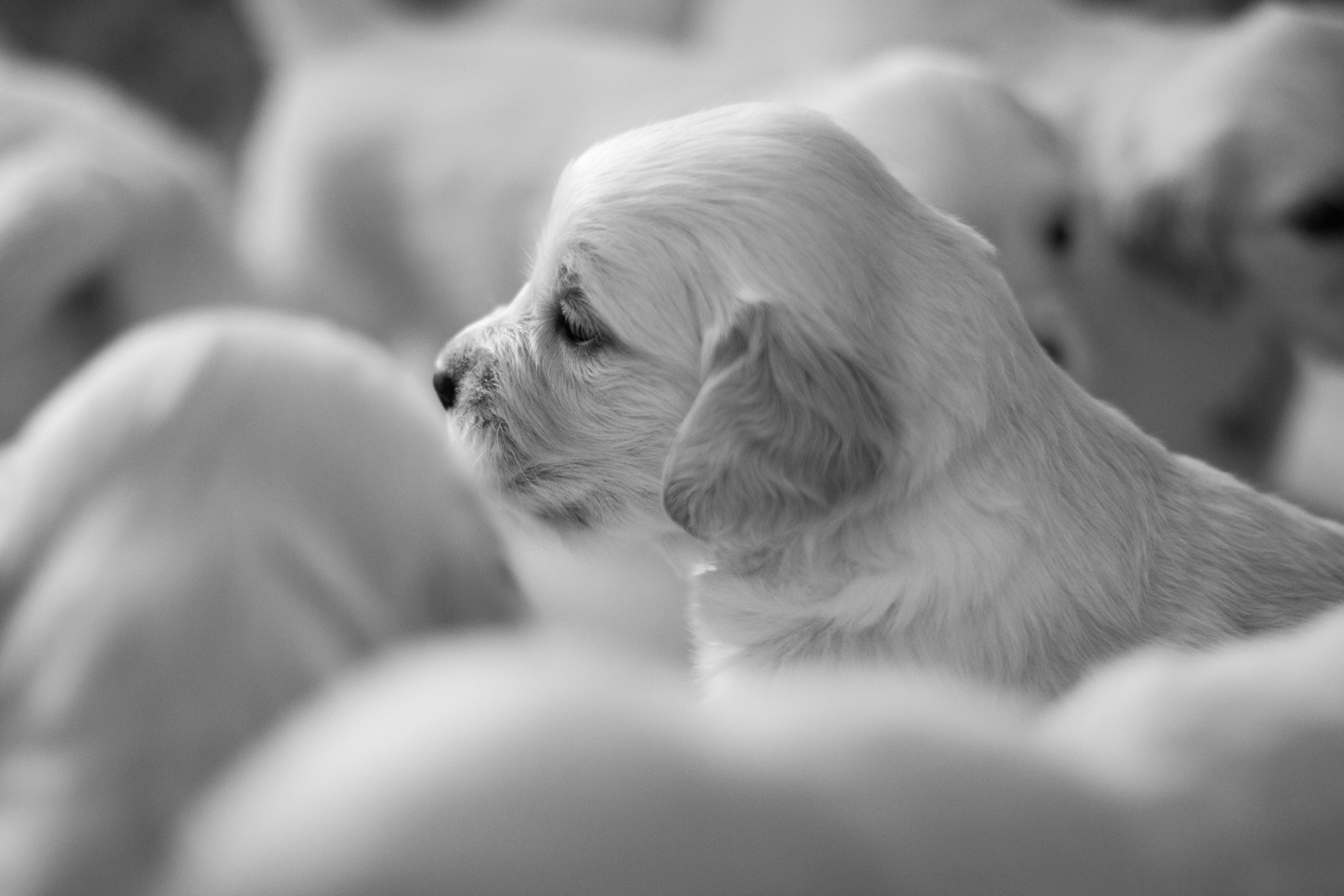 White pets. Friends White Dog.