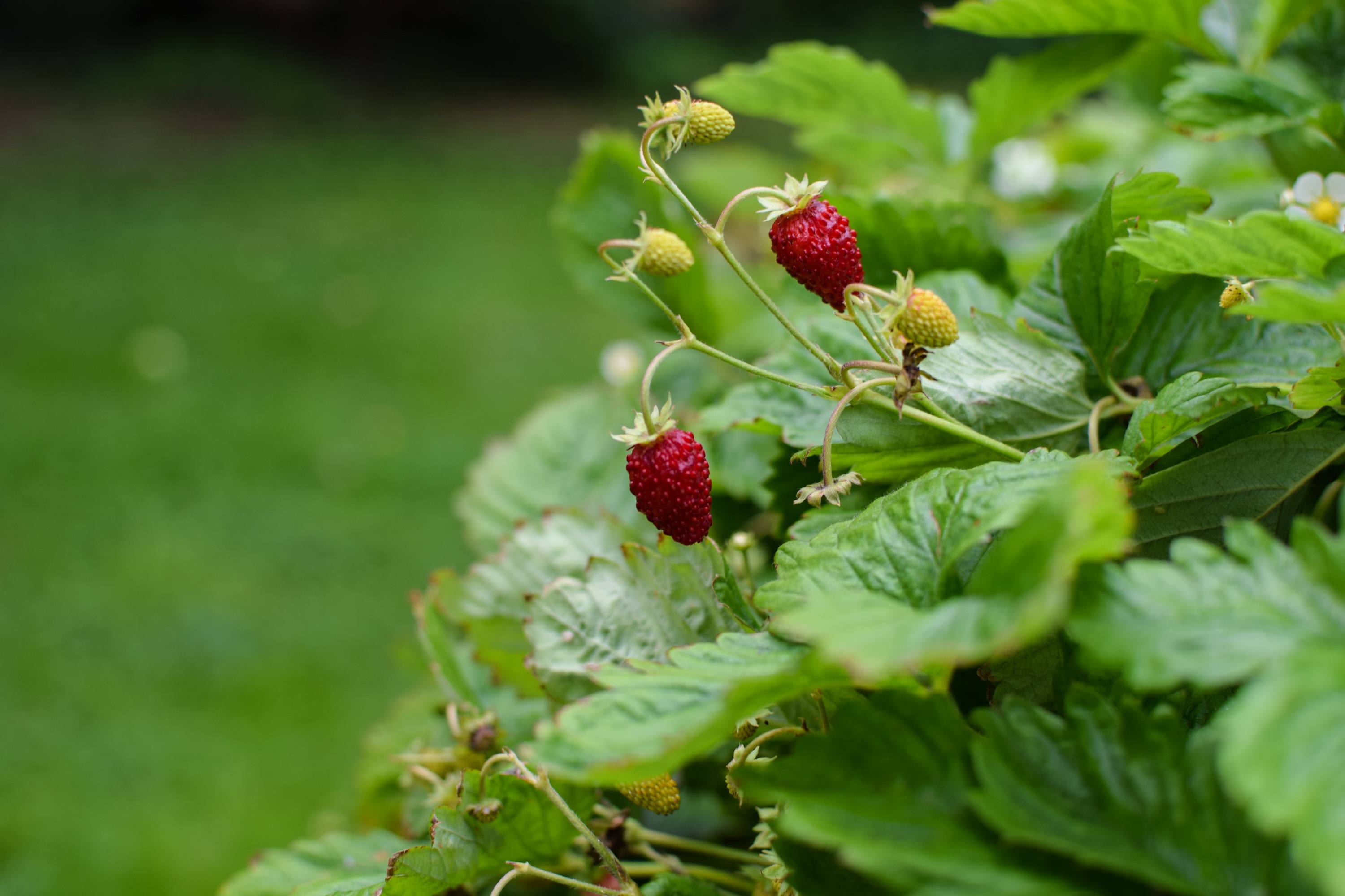 Wild Strawberry Summer Greenery free image download