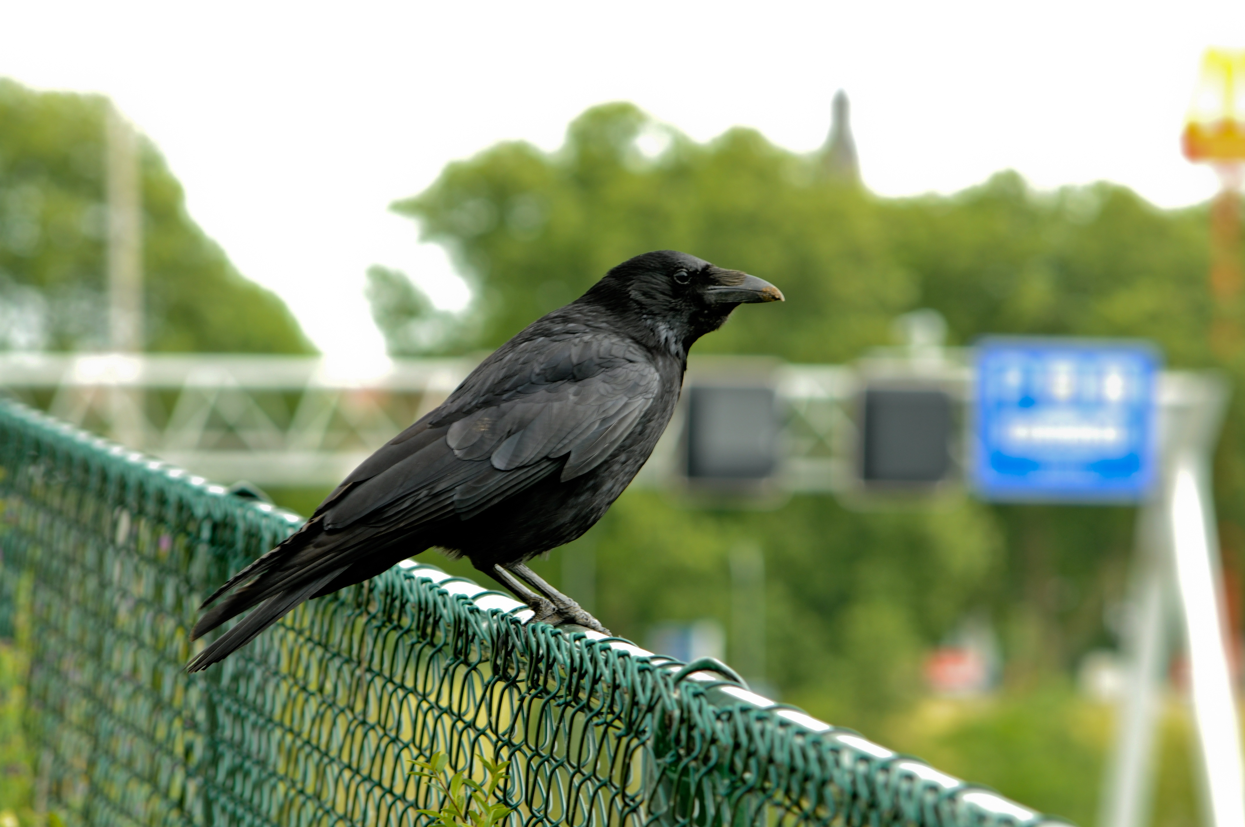 Bird Nature Urban free image download
