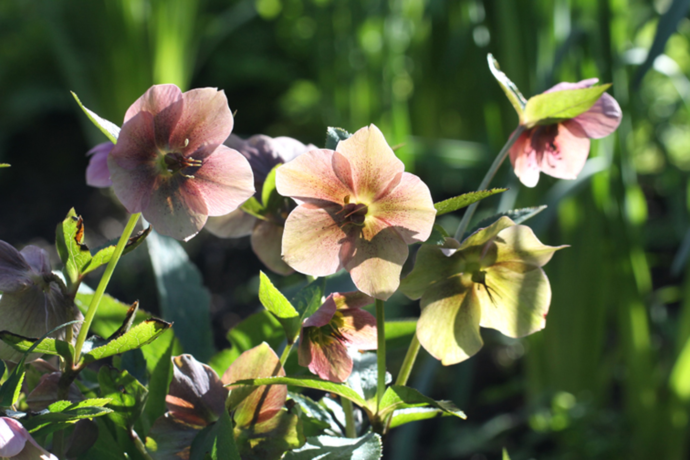 Helleborus Hellebore Flower Free Image Download