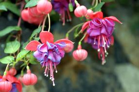 Flower Fuchsia Flowers