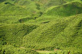 Tea Plant Green