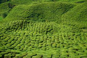 Tea Plant Green