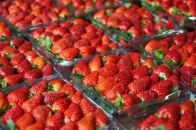 Strawberry Fruit Fresh
