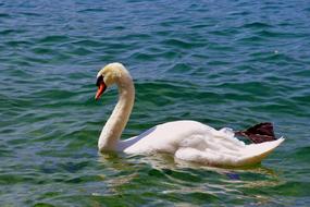 Swan Lake Water