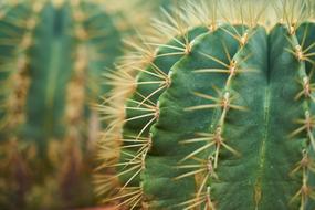 Cactus Plant Nature