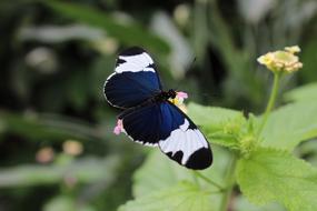 Close Up view of white and blue Butterfly Insect