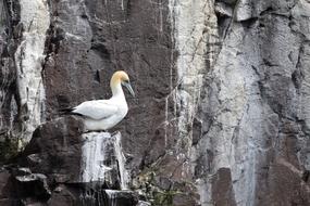Gannet Seabird Colony