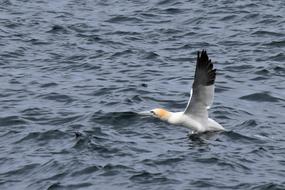 Taking Flight Gannet Bird