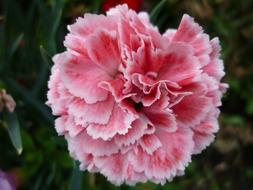 Carnation Nature Bright Pink