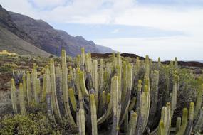 Cactus Succulents Spurge