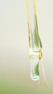 Closeup picture of Green Any Drip