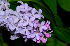 Lilac Flower Bloom