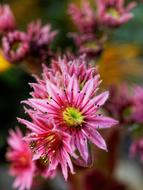 Flower Color Colorful