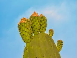 Prickly Pear Plant Cactus
