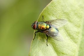 Goldfliege Lucilia Sericata Flying