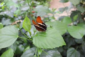 Butterfly Insect Leaves